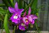 My blooming orchids~-neo61-jpg