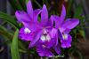 My blooming orchids~-neo65-jpg