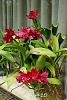 My blooming orchids~-neo60-jpg