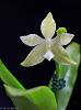 Phal. hieroglyphica alba-phal-hieroglyphica-alba-5-8-jpg