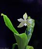 Phal. hieroglyphica alba-phal-hieroglyphica-alba-7-8-jpg