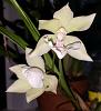 Zygonisia Cynosure 'Alba'-zns-cynosure-alba-blooms-fall-15-jpg