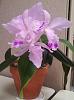 Cattleya Orglade's Blaze: Two is company, three's a crowd, four is . . .-orglades-blaze-640-jpg