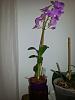 Dendrobium phalaenopsis pink should I repot?-uploadfromtaptalk1444663534369-jpg