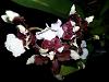 Onc. Heaven Scent 'Redolence'-uploadfromtaptalk1444886033432-jpg