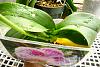 Phal. with Basal Keiki and Great Roots, but still Leaf Loss?-yellow-leaf-2-jpg