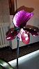 Gifted Paph No Tag..can you help me with id and care please?-uploadfromtaptalk1444980043850-jpg