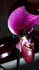 Gifted Paph No Tag..can you help me with id and care please?-uploadfromtaptalk1444980354703-jpg