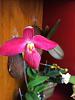 CT Orchid Harvest photos-imageuploadedbytapatalk1445042678-861802-jpg