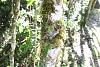 Mystacidium capense in its natural habitat-img_0101-jpg