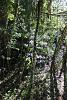 Mystacidium capense in its natural habitat-img_0102-jpg