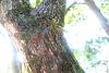 Mystacidium capense in its natural habitat-img_0113-jpg