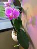 Longest lasting Phal. Flower ever?-imageuploadedbytapatalk1446756763-070152-jpg