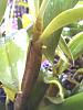 Dendrobium spectabile - keiki? Or really premature spike?-img_20151108_091342_056_480x640-jpg