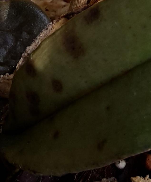 Diffuse brown spotting (unnatural) on psychopsis butterfly leaf - Orchid  Board - Most Complete Orchid Forum on the web !