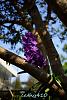 My blooming orchids~-neo1-2-jpg