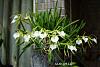 My blooming orchids~-neo1-jpg