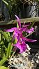 My blooming orchids~-neo06-jpg