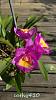 My blooming orchids~-neo07-jpg