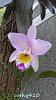 My blooming orchids~-neo08-jpg