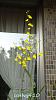 My blooming orchids~-neo11-jpg