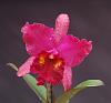 Rlc. Mem. Mary Anderson 'Exotic Plum'-rlc-mem-mary-anderson-exotic-plum-001-jpg