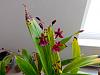 Oncidium Sharry Baby-dscn3351-jpg