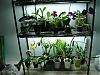 My orchid rack :)-100807-117-jpg