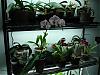 My orchid rack :)-100807-119-jpg