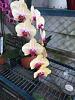 Phalenopsis Fullers Sunset-imageuploadedbytapatalk1448469315-469655-jpg