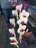 Phalenopsis Fullers Sunset-imageuploadedbytapatalk1448469325-818936-jpg