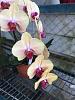 Phalenopsis Fullers Sunset-imageuploadedbytapatalk1448469334-768837-jpg