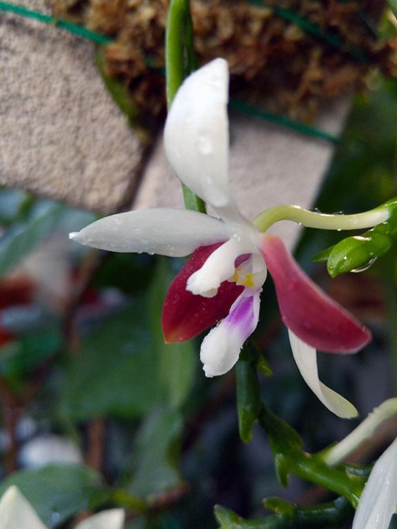 Phal. speciosa C1-20151201_090511-jpg