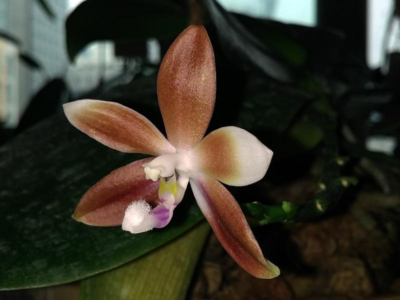 Phal. speciosa C1-20150601_095053-jpg