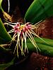 Bulbophyllum Medusae-img_3494-jpg
