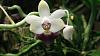 Warm orchidarium 750l-uploadfromtaptalk1449004395003-jpg