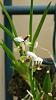 Warm orchidarium 750l-uploadfromtaptalk1449004414250-jpg