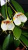 Cold orchidarium 150l-uploadfromtaptalk1449006201686-jpg