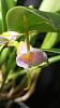 Cold orchidarium 150l-uploadfromtaptalk1449006212773-jpg