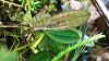 Bulbophyllum mirum stripes on leaves?-uploadfromtaptalk1449144405244-jpg