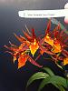 Adgm. Tarantula 'sweet orange'-image-jpg