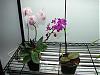 My orchid rack :)-100807-100-jpg
