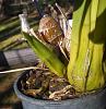 Cymbidium Tommy 'Sweet Lime'; spike??-img_20151218_150712_121-1-jpg