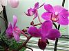My orchid rack :)-100807-102-jpg