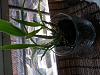 Dendrobium unicum new growth during winter rest...-uploadfromtaptalk1450913238113-jpg