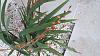 What's the name of this grassy plant?-2015-12-28-jpg