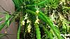Lockhartia oerstedii flowering-uploadfromtaptalk1451762081335-jpg