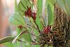 Pleurothallis - red flower - help with identification-pliuerothallis1-jpg