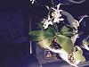 Phalaenopsis in semi hydro with wilted leaves?-fullsizerender-jpg