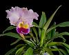 C. Jumbo Beat, first bloom-_dsc7377_2016-01-07_6878-jpg